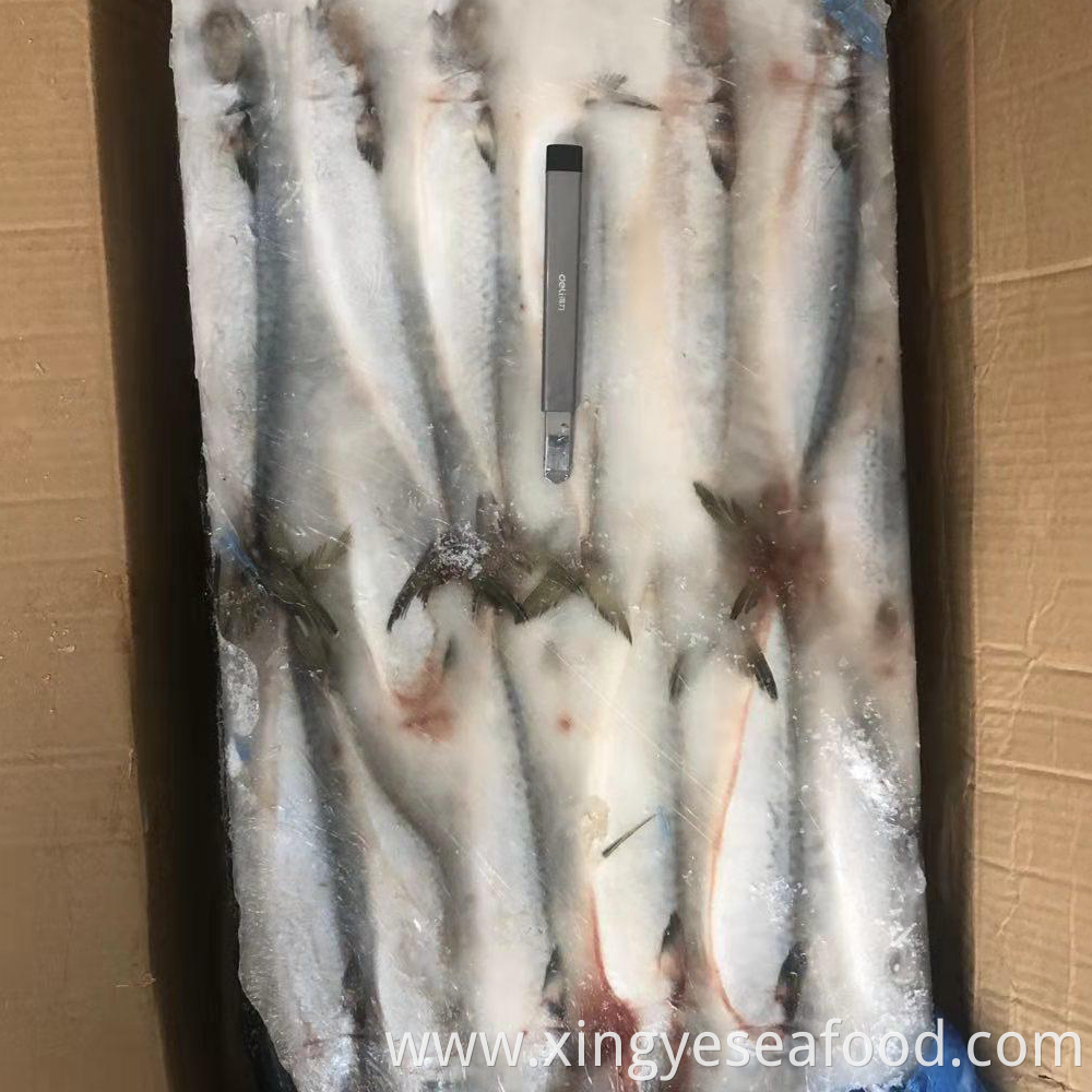 Frozen Mackerel